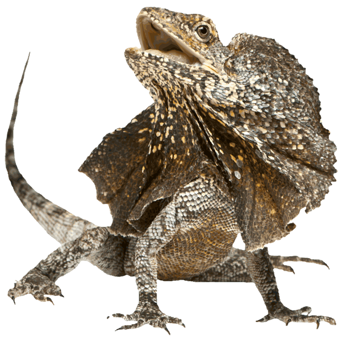 Lizard Transparent Background PNG Image