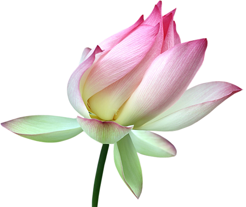 Lotus Transparent Image PNG Image