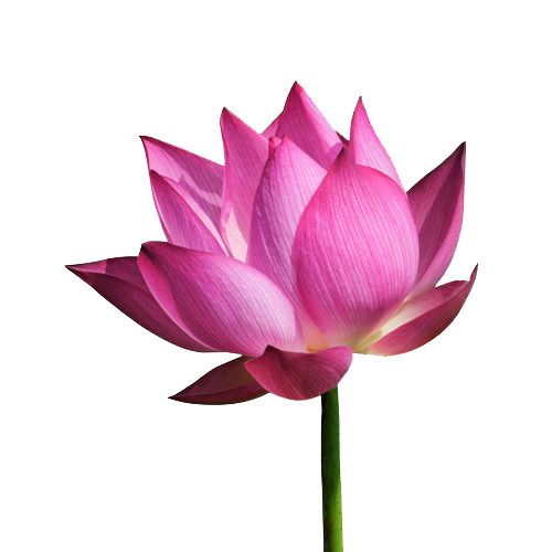 Lotus File PNG Image