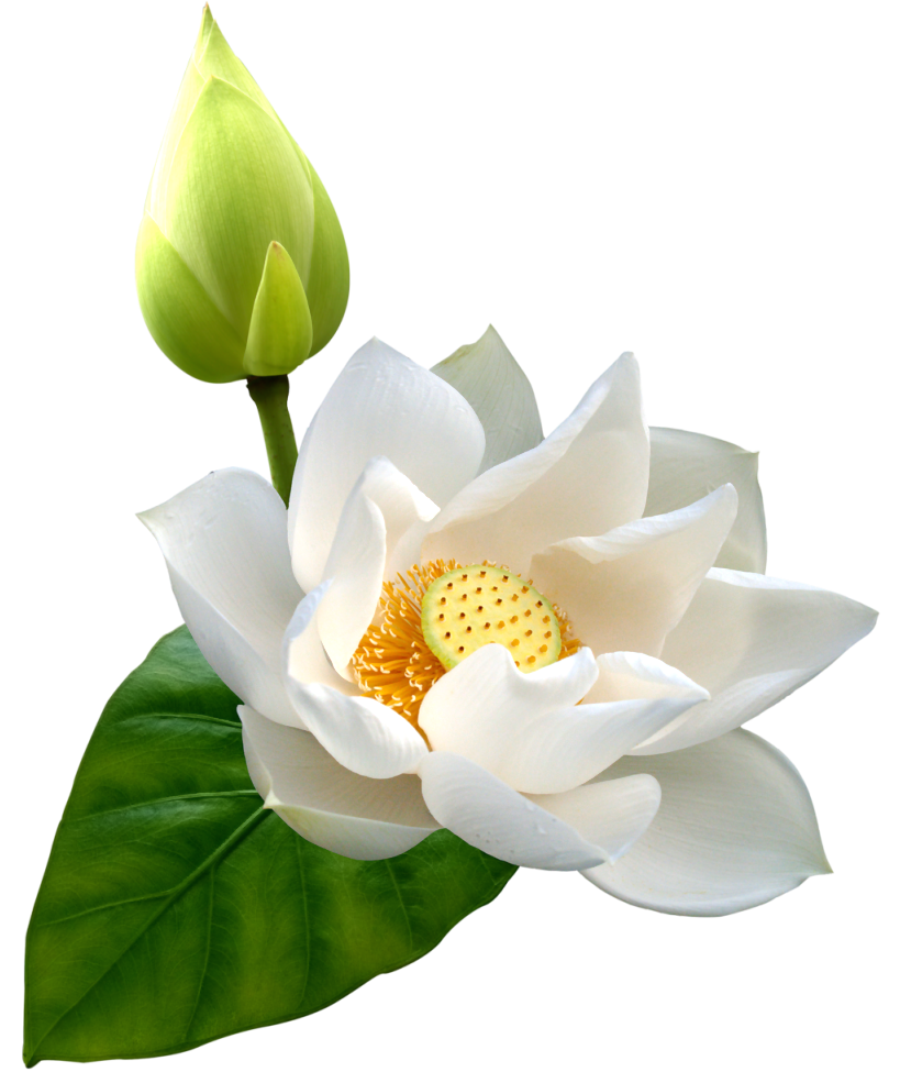 Lotus Hd PNG Image