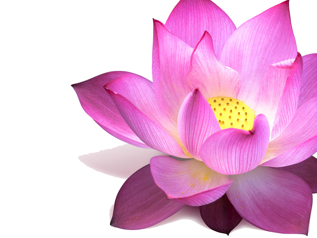 Lotus PNG Image