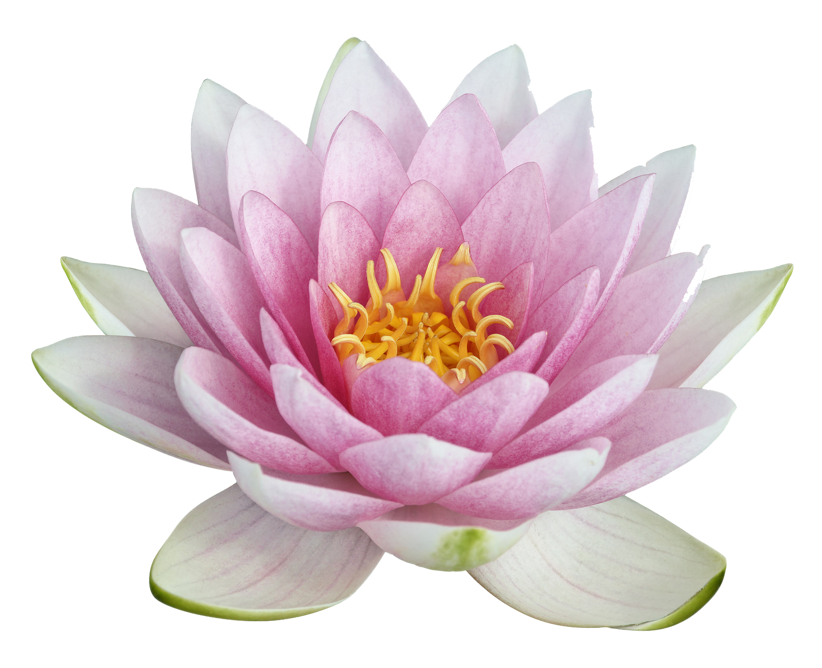 Lotus Image PNG Image