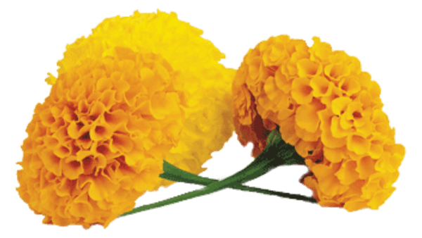 Marigold Transparent PNG Image