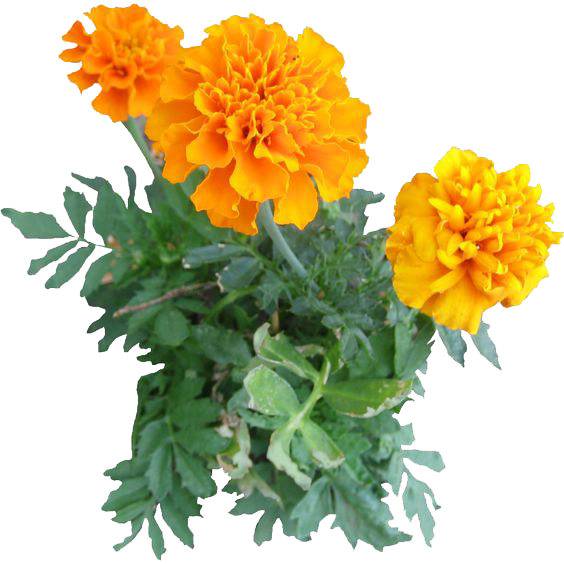 Marigold Image PNG Image