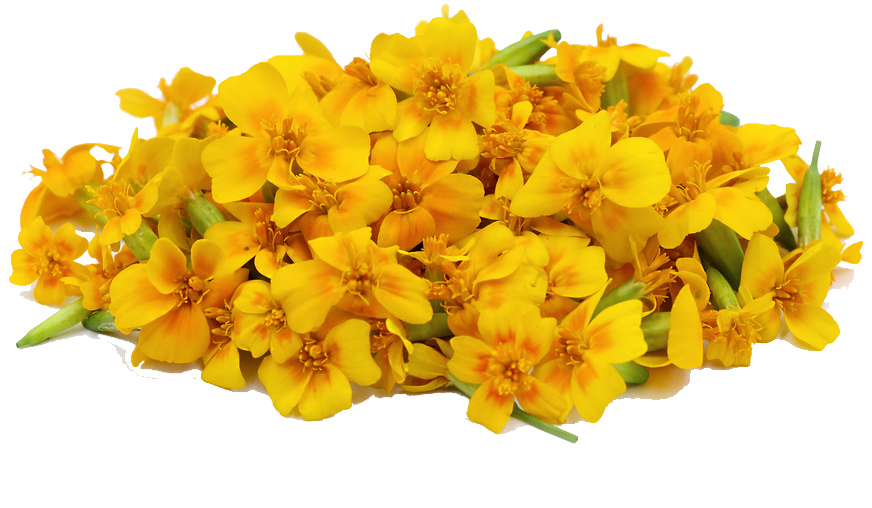 Marigold File PNG Image