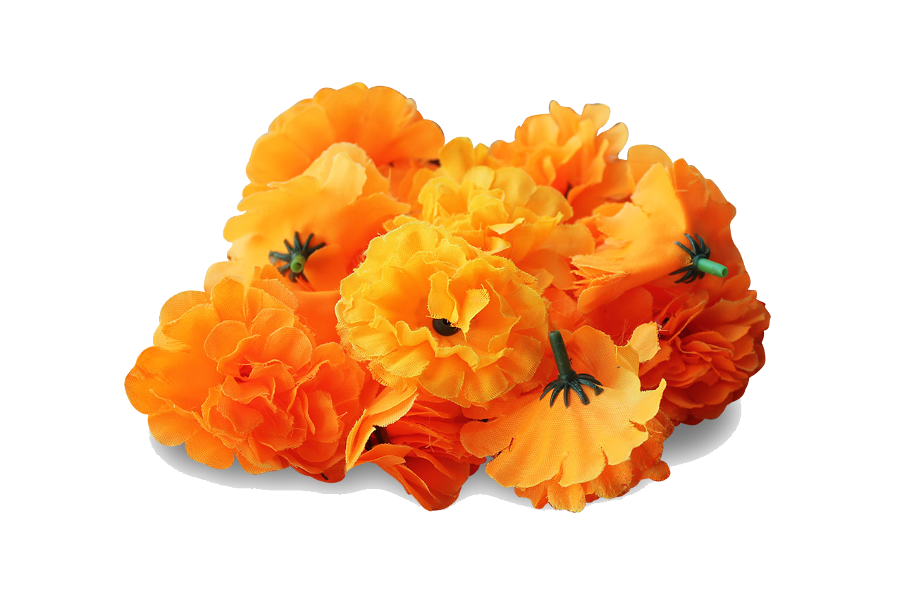 Marigold Transparent Image PNG Image