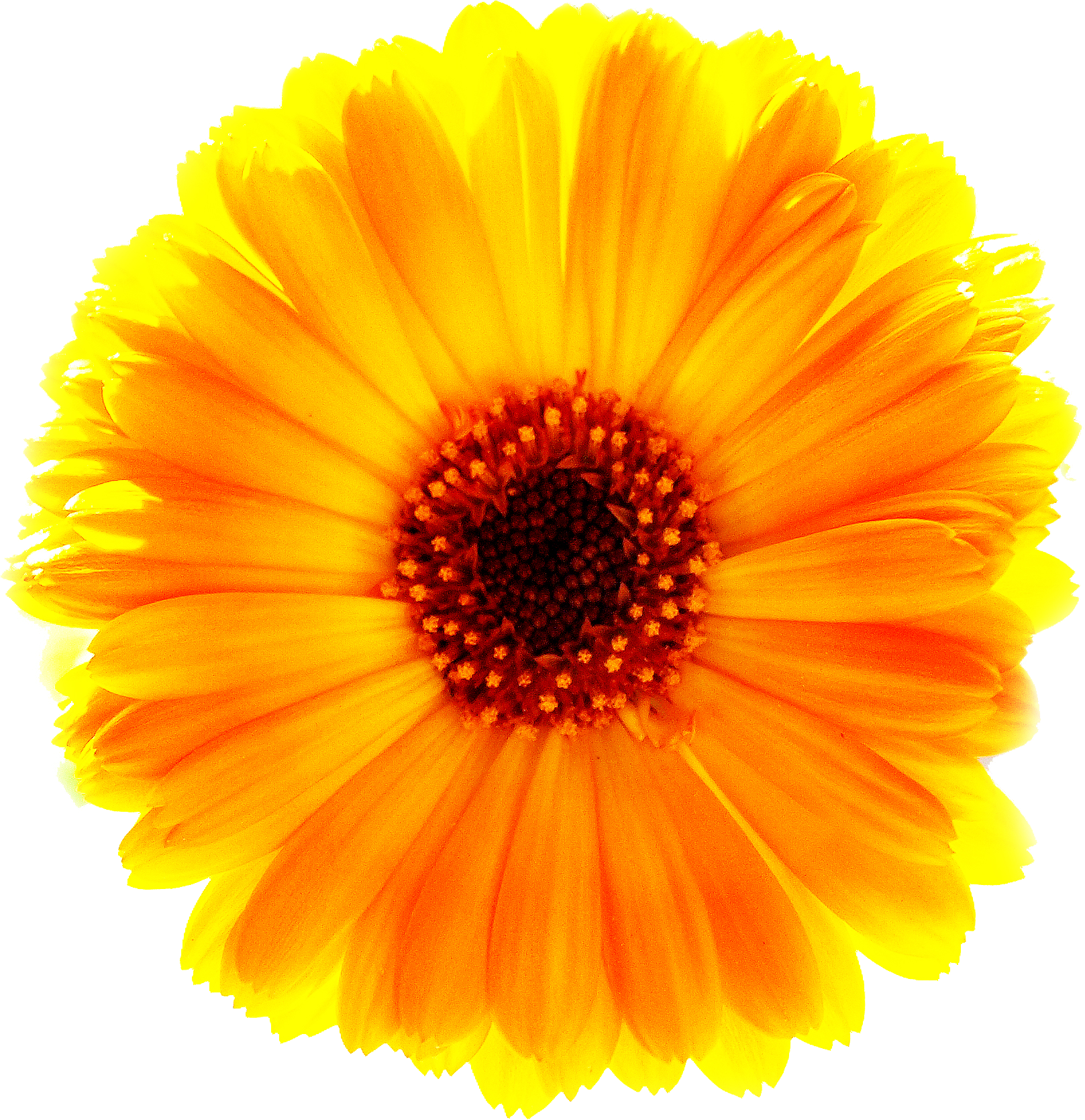 Marigold Free Download PNG Image