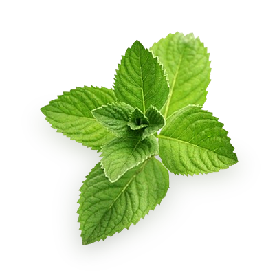 Mint PNG Image