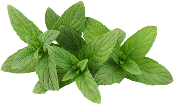 Mint Transparent PNG Image