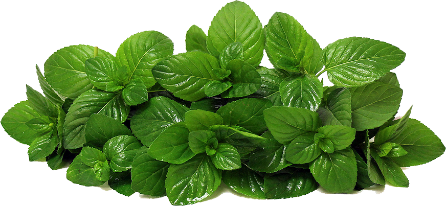 Mint Photos PNG Image