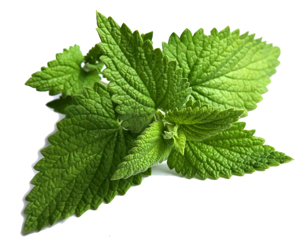 Mint Clipart PNG Image