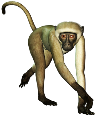 Monkey Free Png Image PNG Image