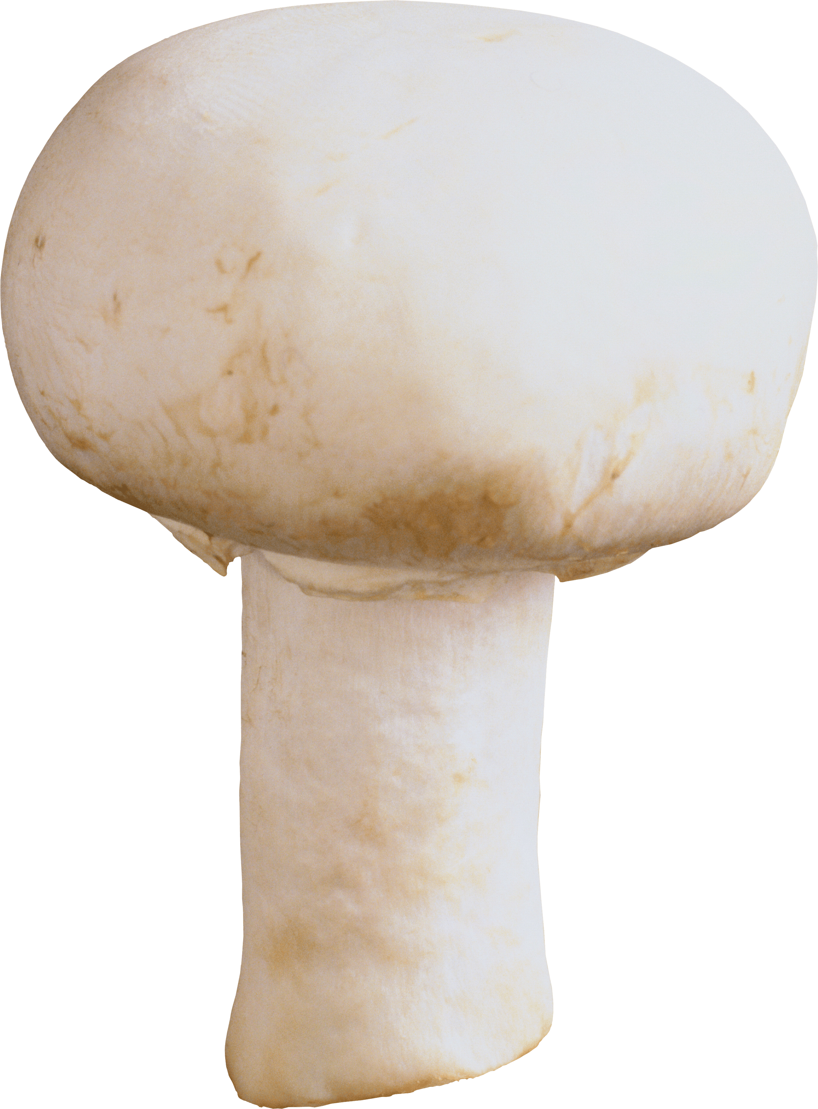 Mushroom Png Image PNG Image