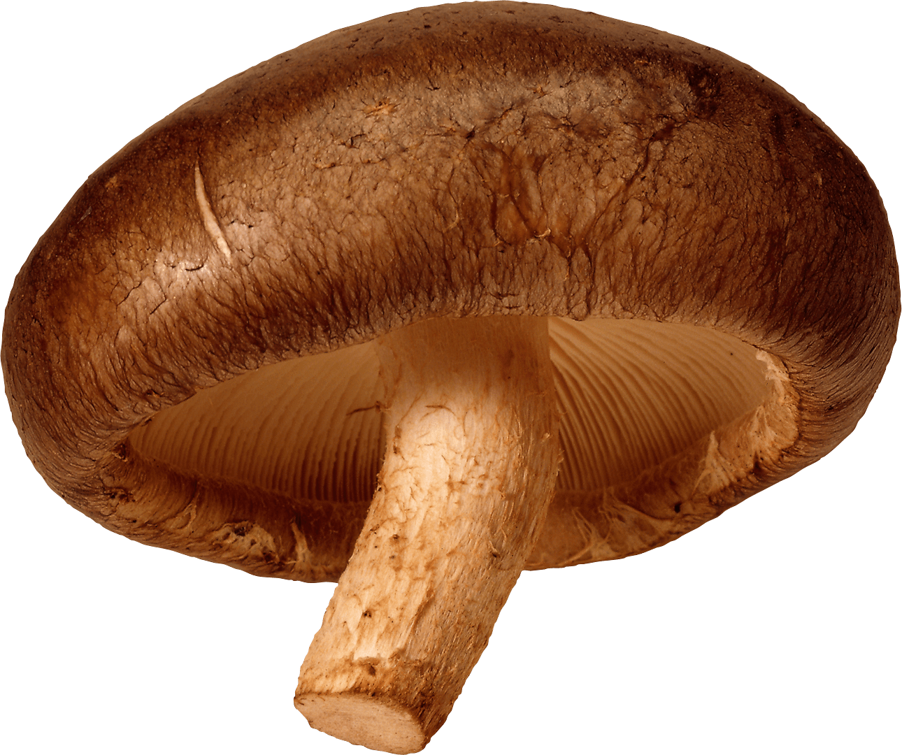 Mushroom Png Image PNG Image