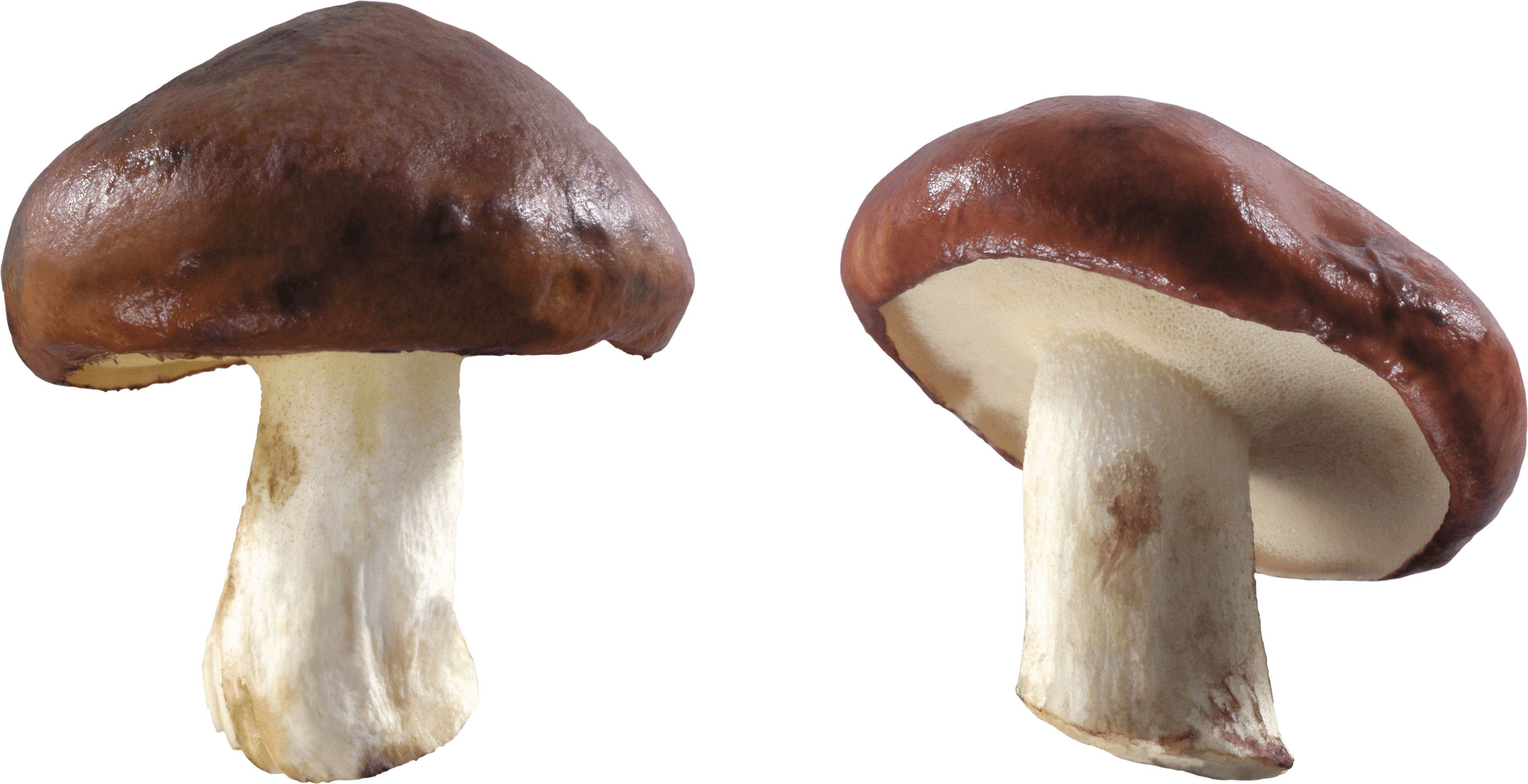 Mushroom Png Image PNG Image