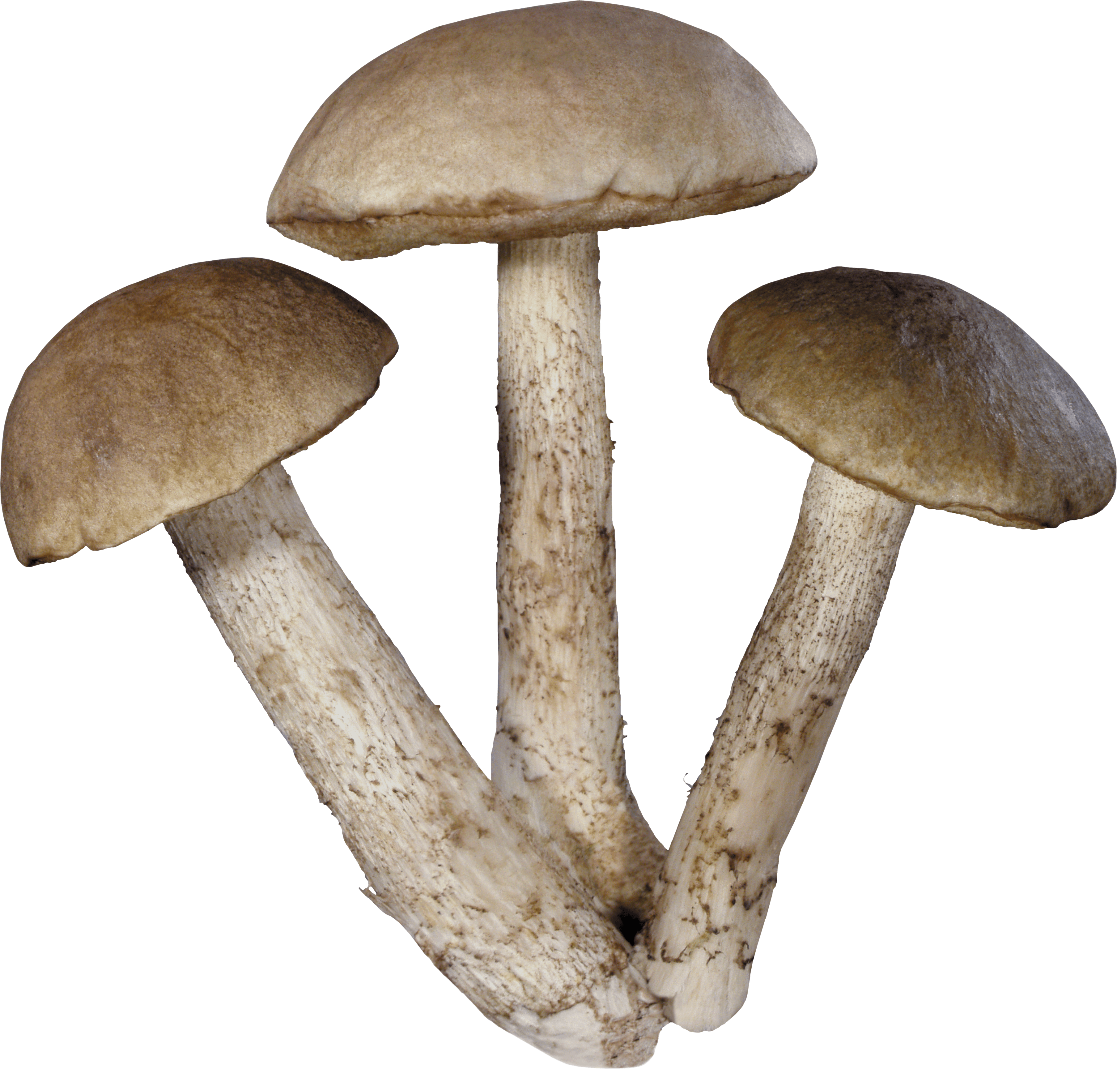 Mushroom Png Image PNG Image