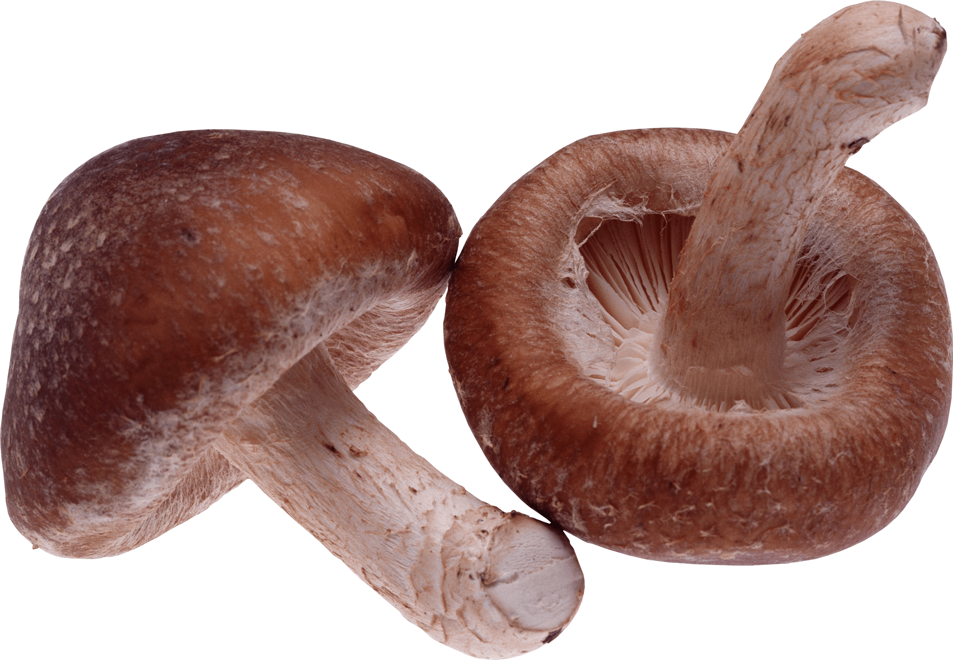 Mushroom Png Image PNG Image