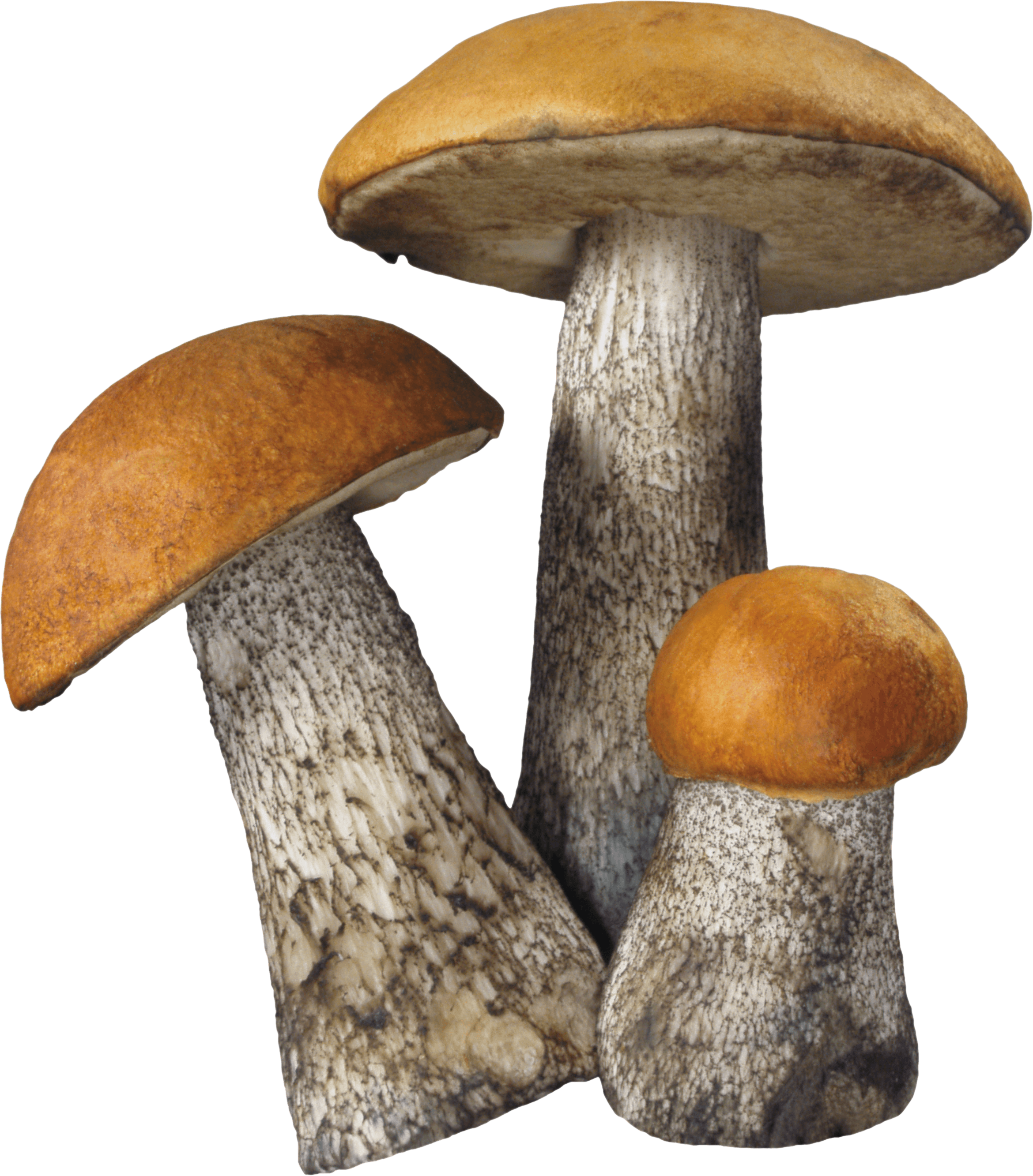 Mushroom Png Image PNG Image