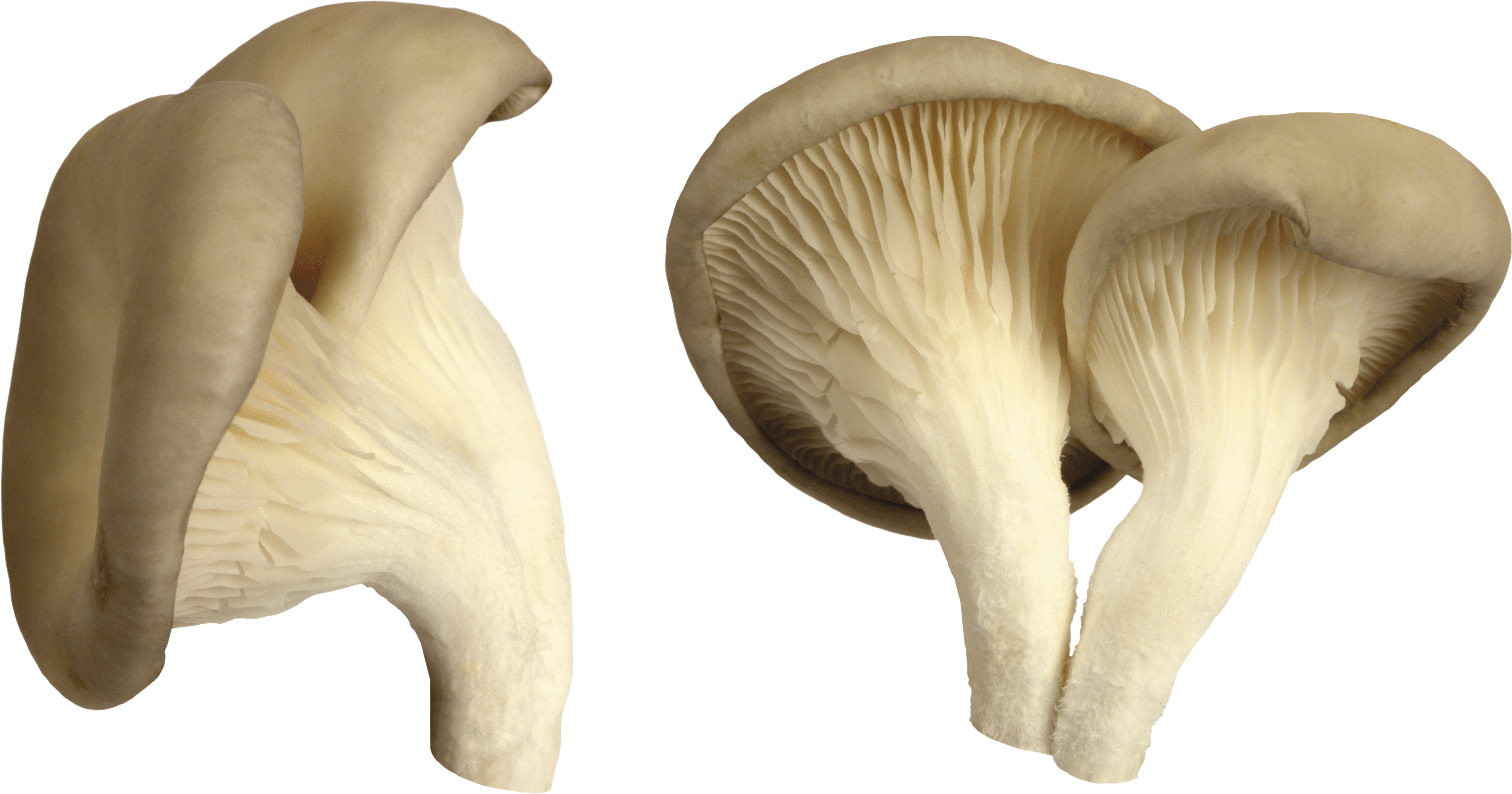 Mushroom Png Image PNG Image