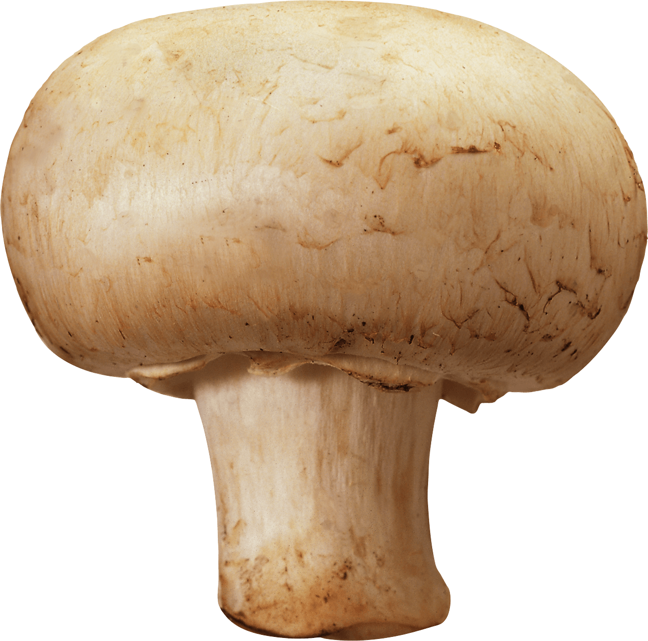 Mushroom Png Image PNG Image