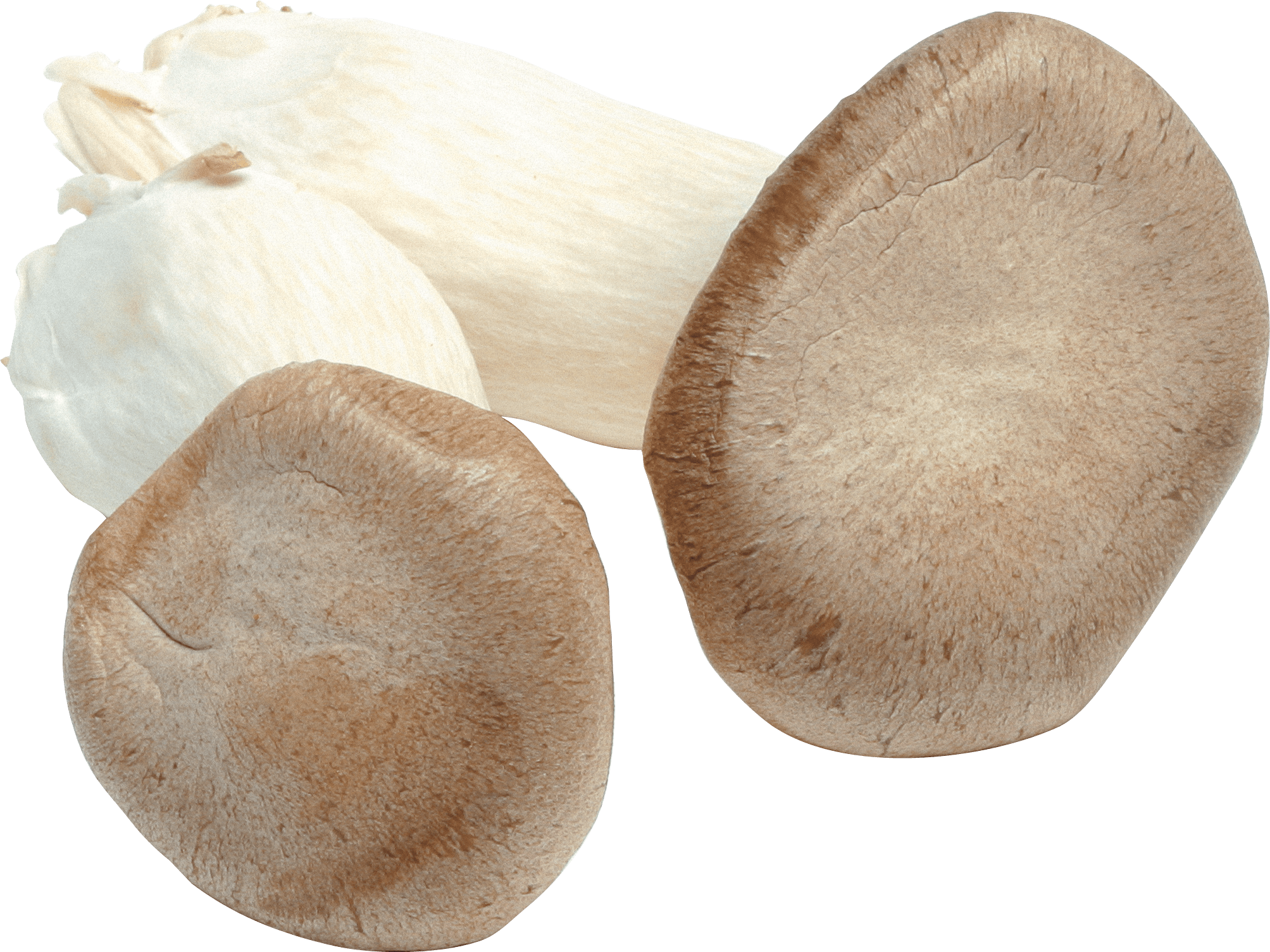 Mushroom Png Image PNG Image