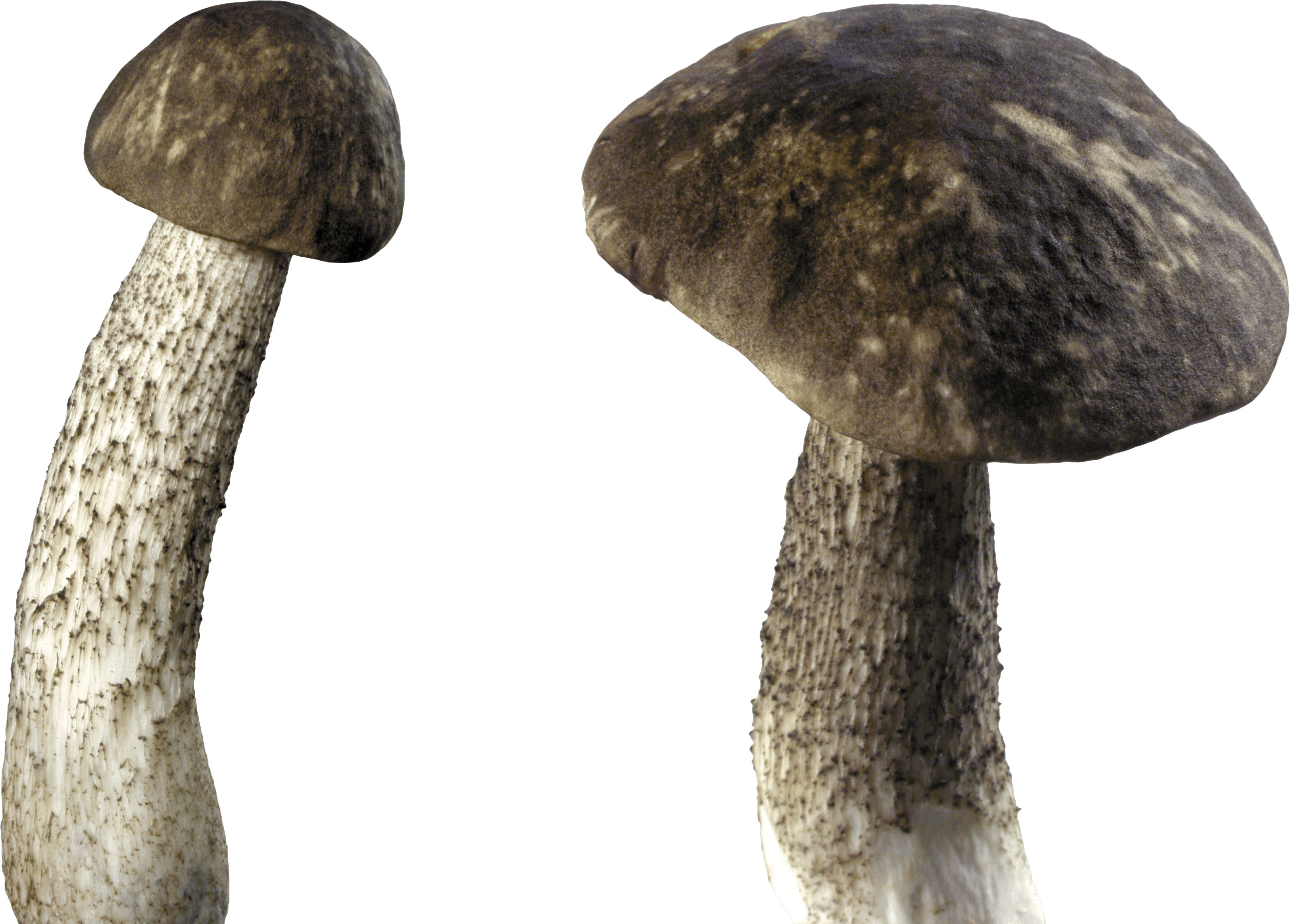 Mushroom Png Image PNG Image