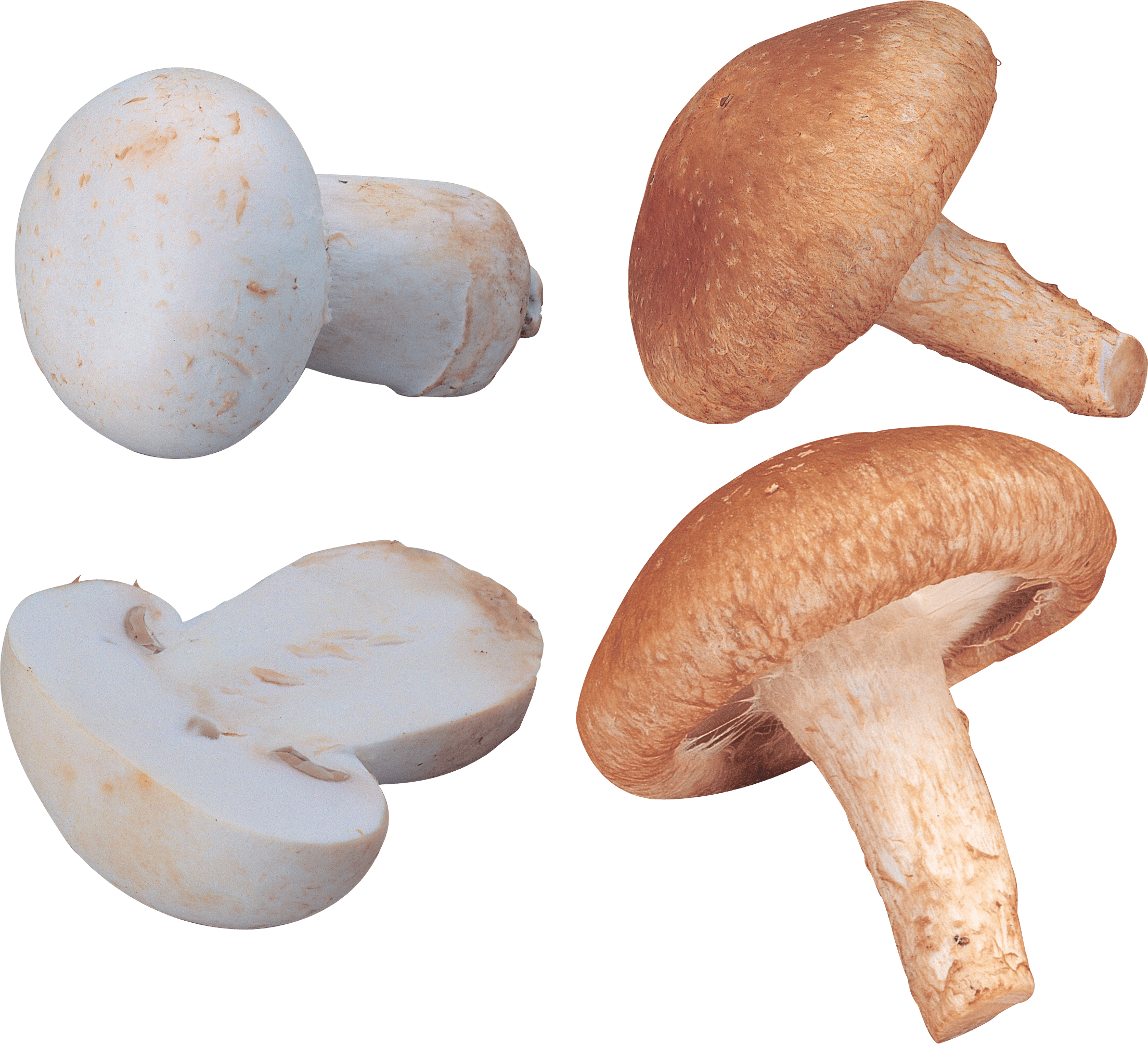 Mushroom Png Image PNG Image