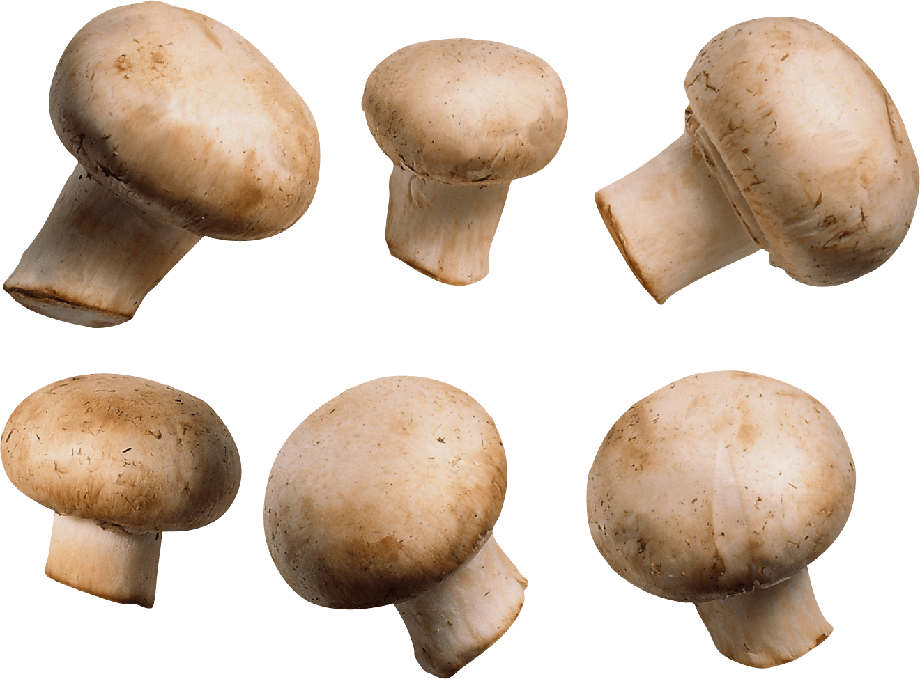 Mushroom Png Image PNG Image