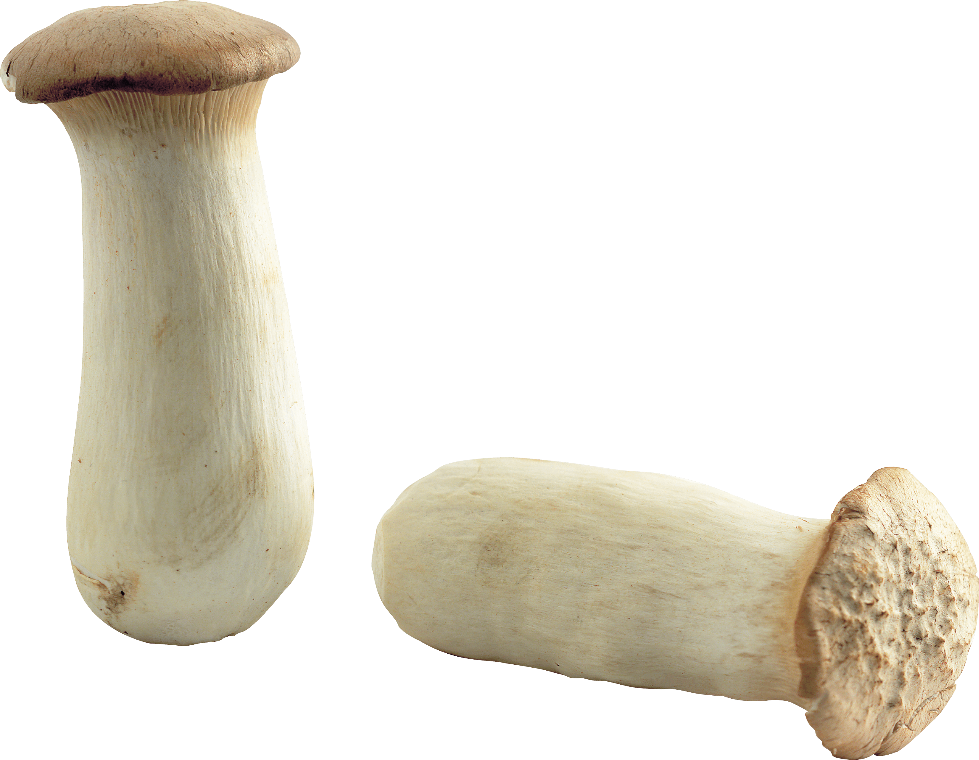 Mushroom Png Image PNG Image