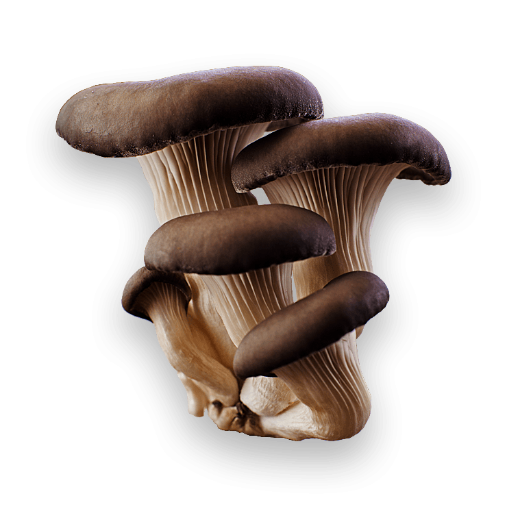 Mushroom Png Image PNG Image