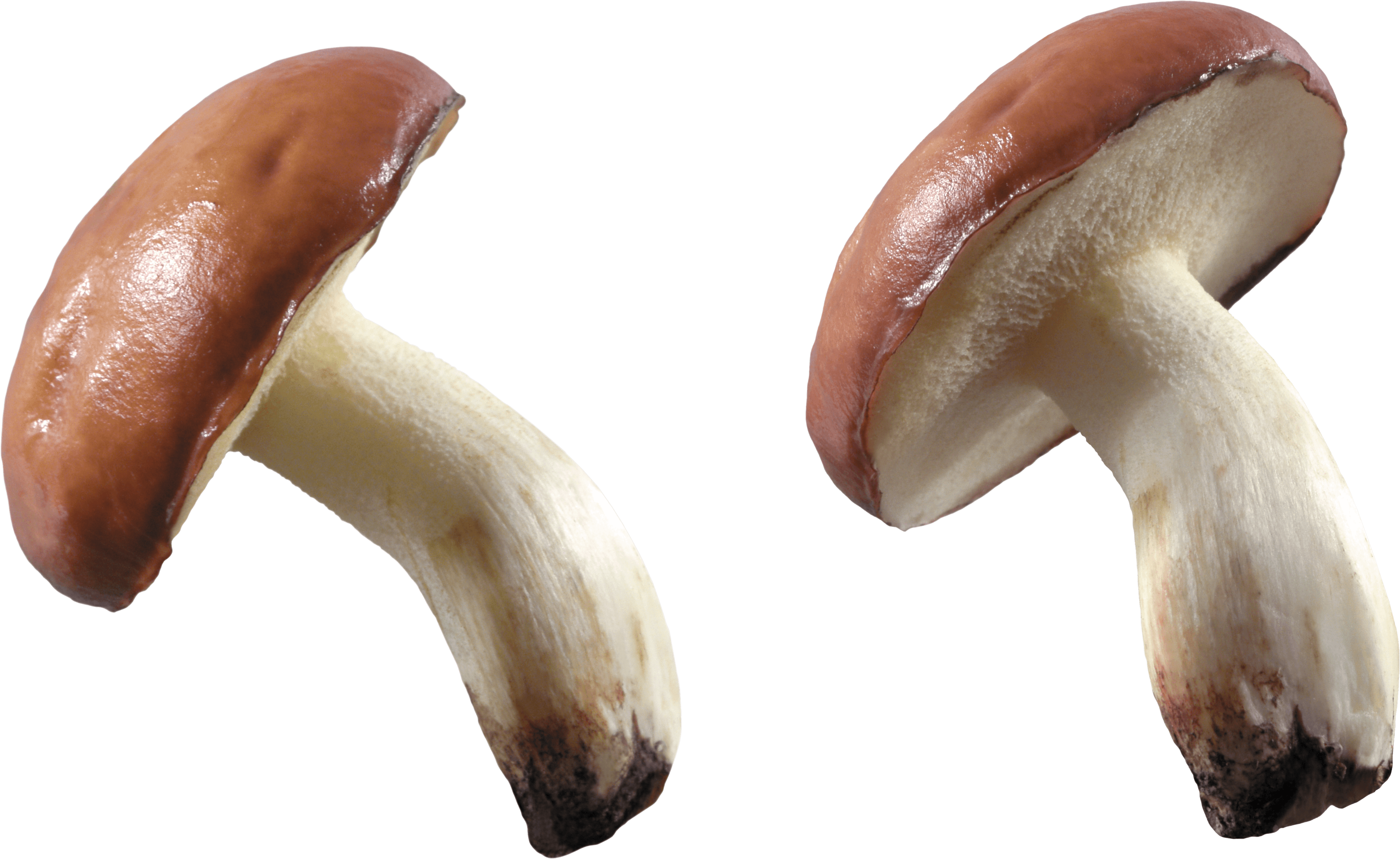 Mushroom Png Image PNG Image