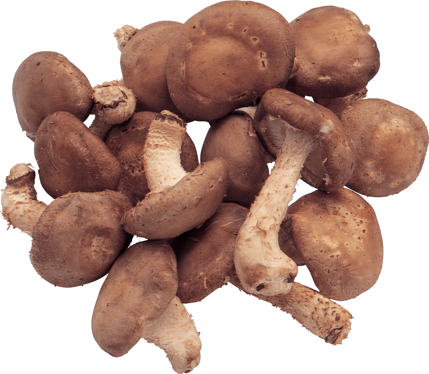 Mushrooms Png Image PNG Image