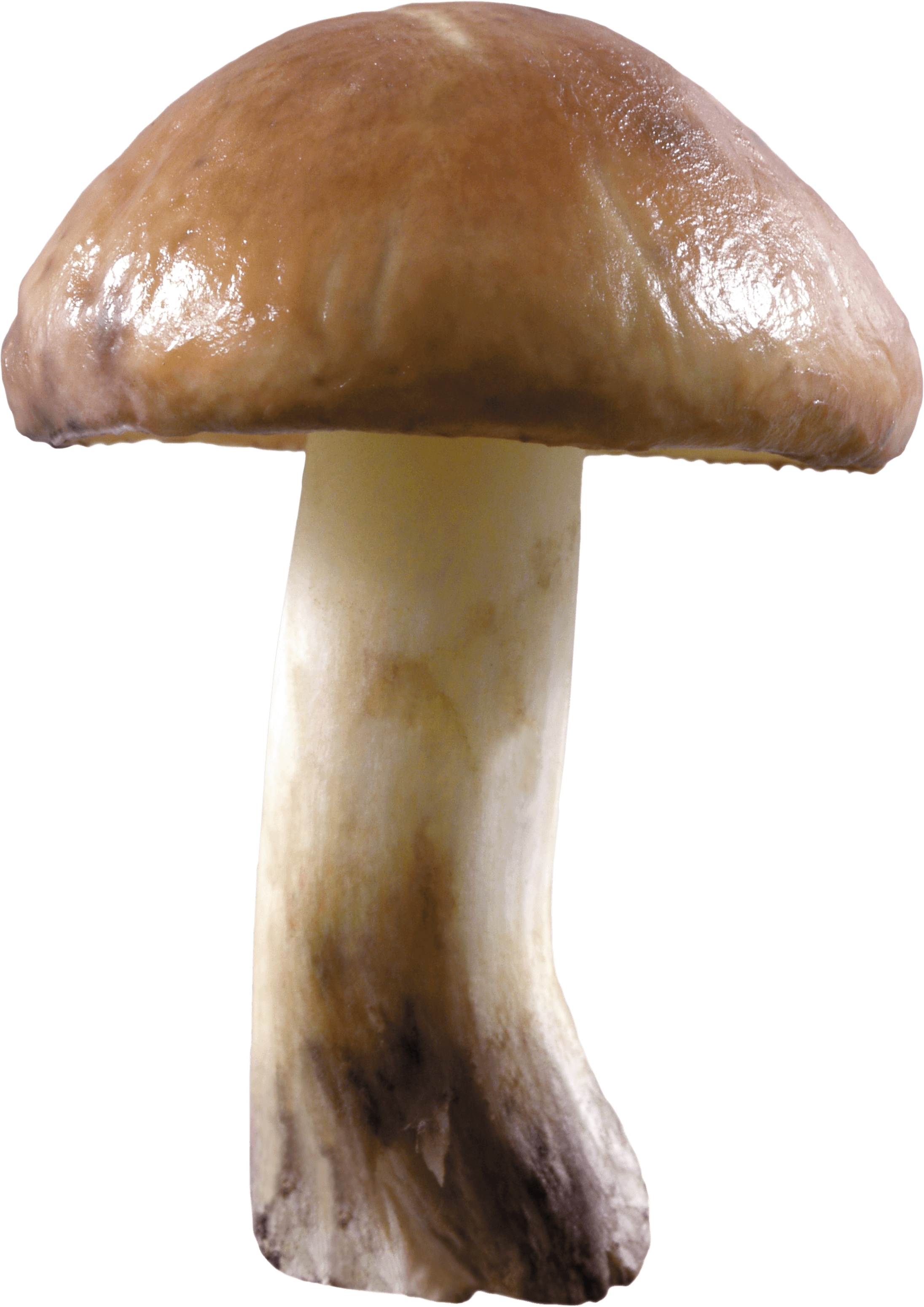 Mushroom Png Image PNG Image