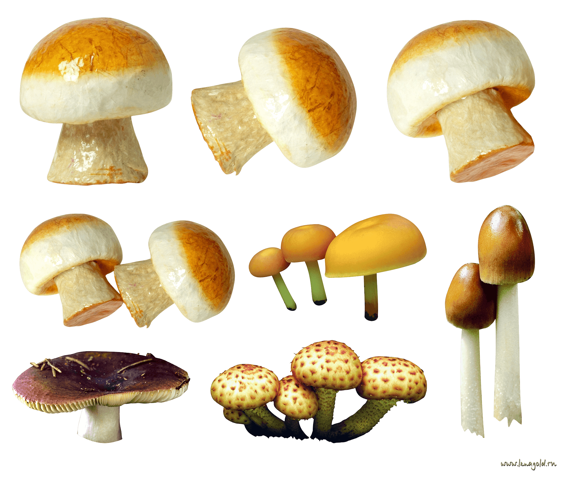 Mushroom Png Image PNG Image