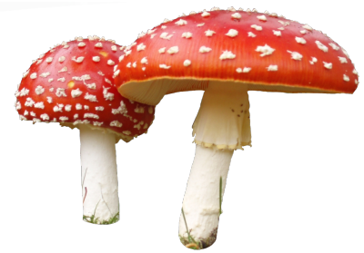 Amanita Muscaria Transparent PNG Image