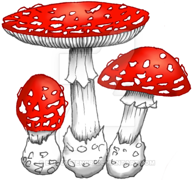 Amanita Muscaria Image PNG Image