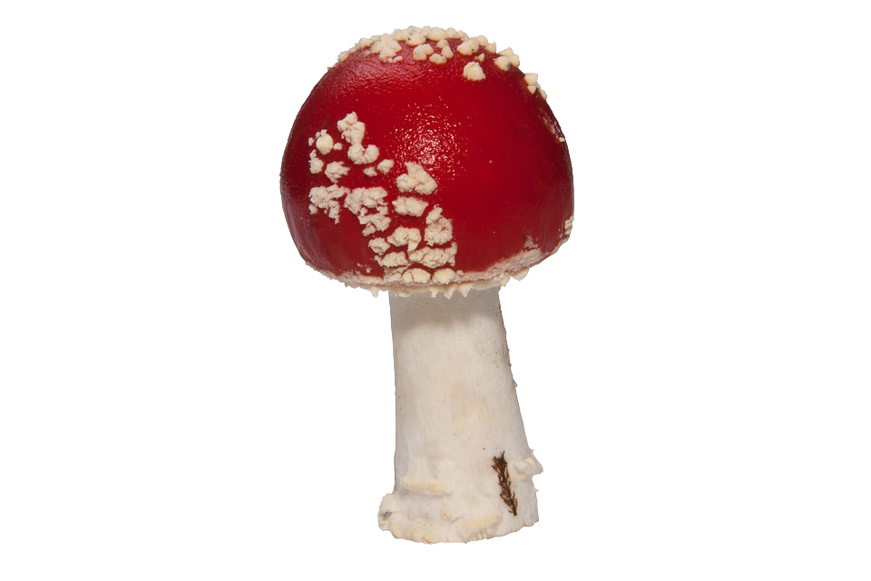 Amanita Muscaria PNG Image