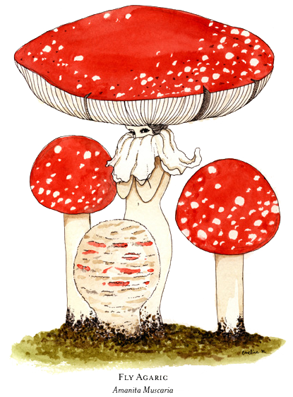 Amanita Muscaria Transparent PNG Image