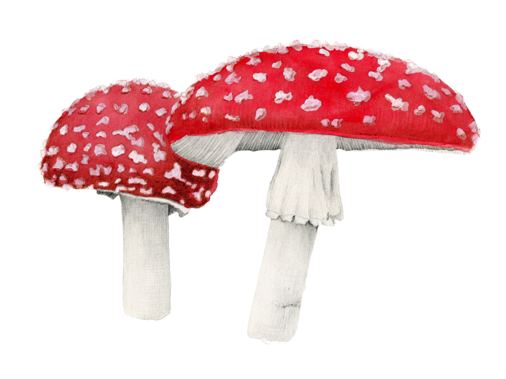 Amanita Muscaria Free Download PNG Image