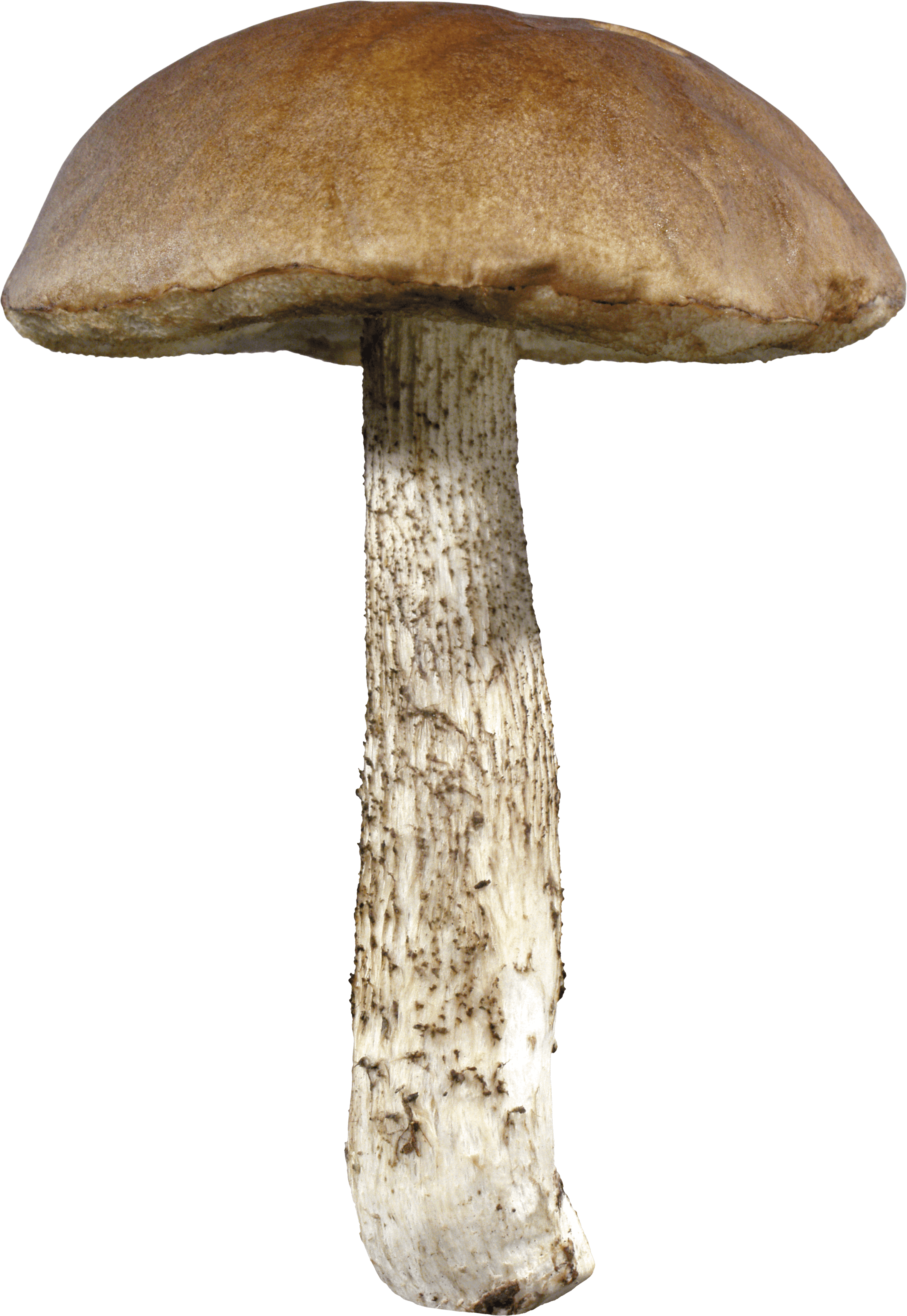 Mushroom Png Image PNG Image