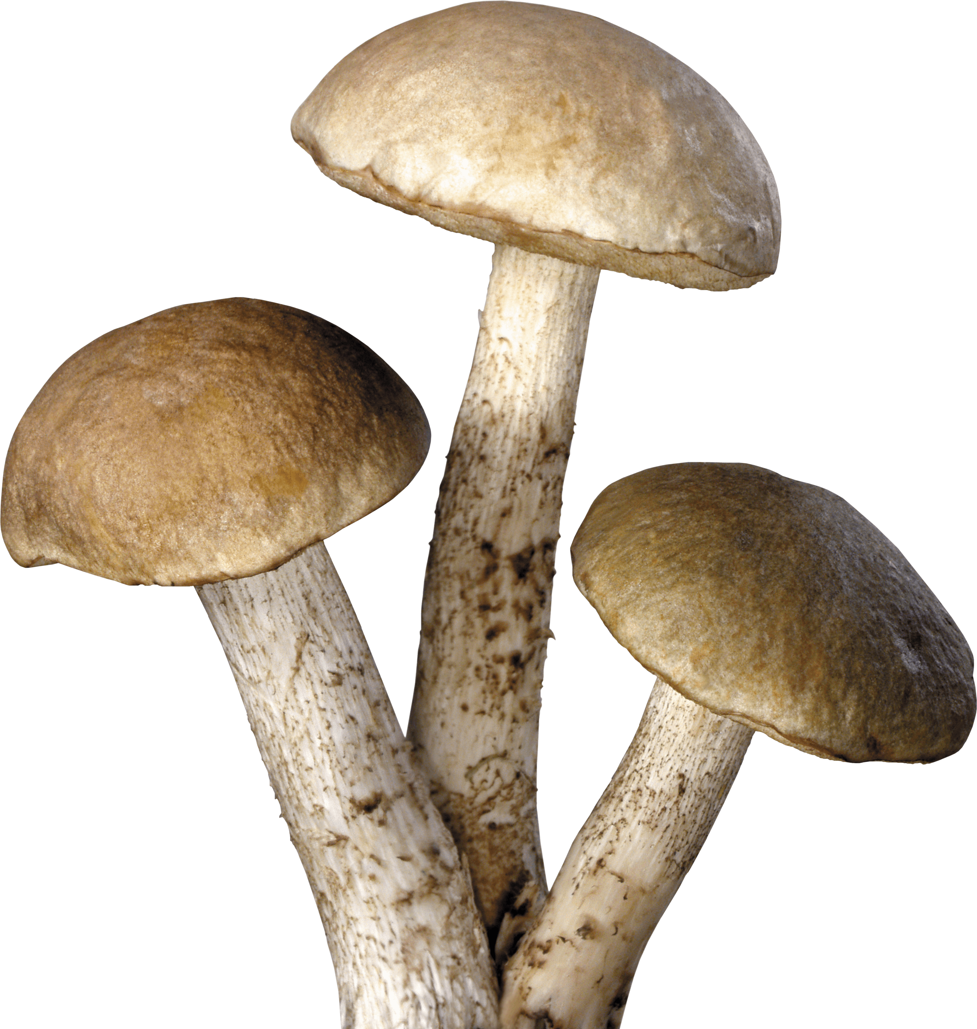 Mushroom Png Image PNG Image