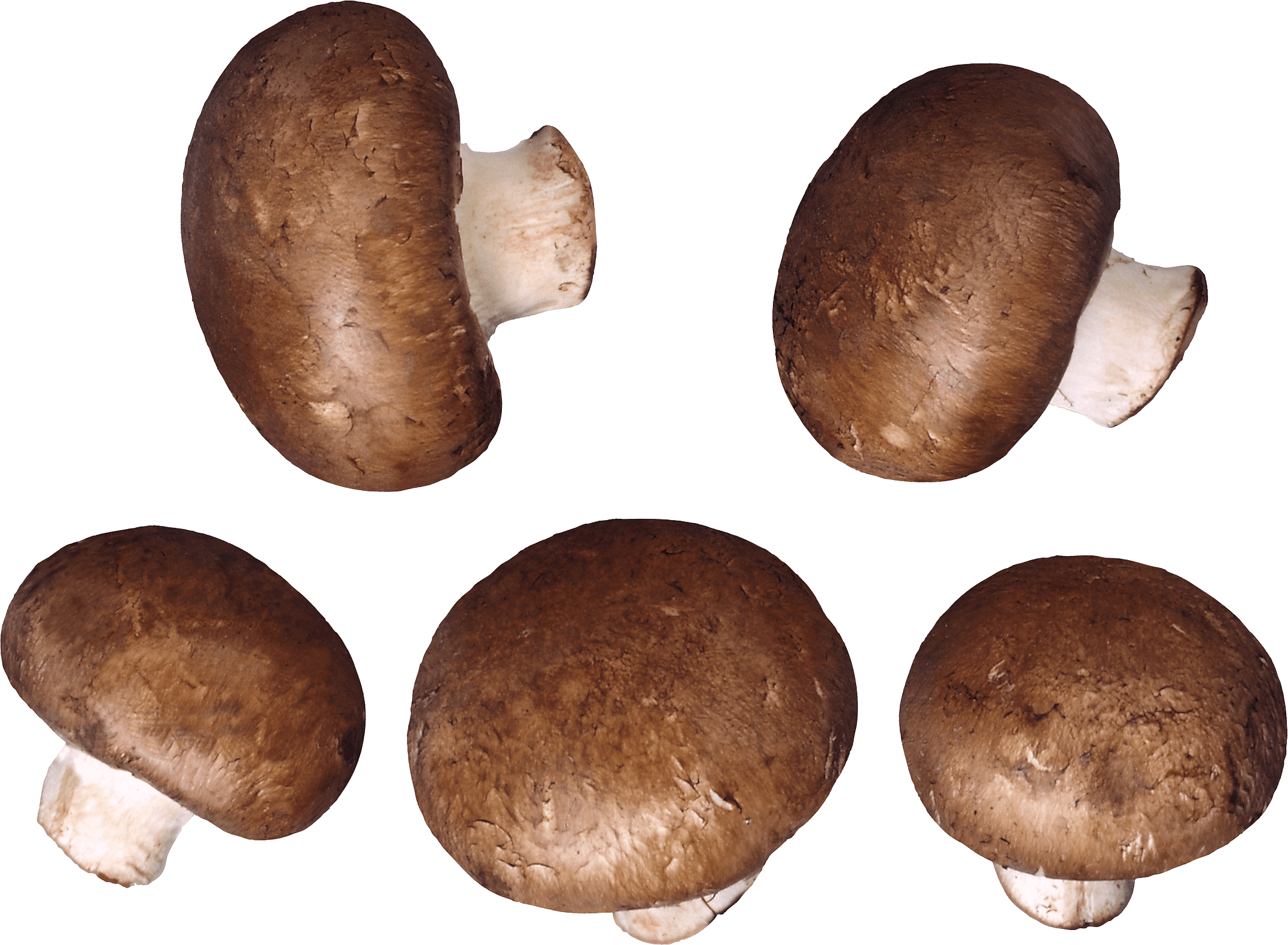 Mushroom Png Image PNG Image