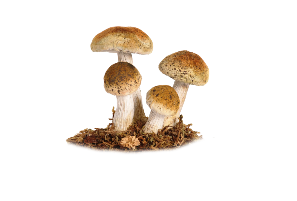 Mushroom Png Image PNG Image