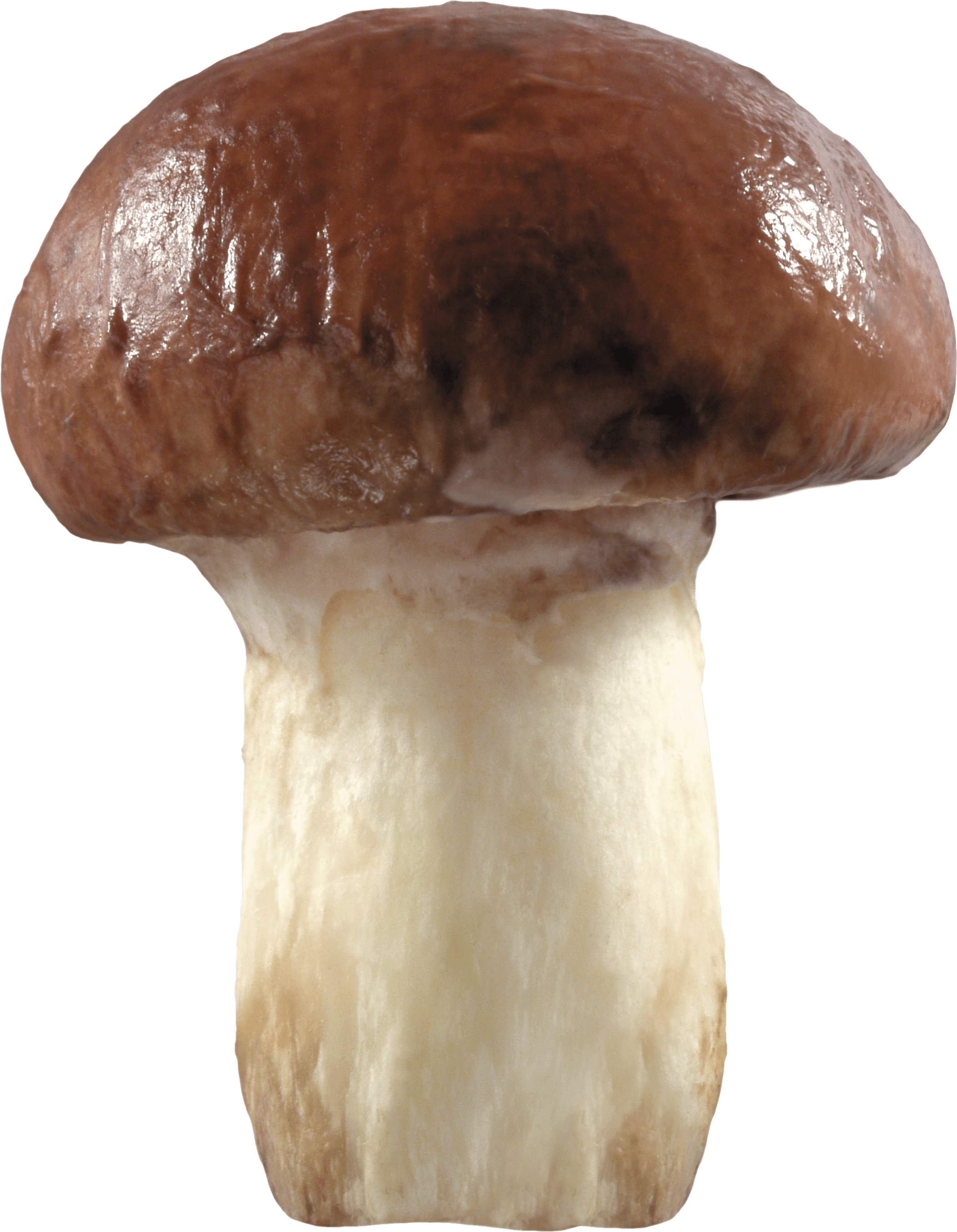 Mushroom Png Image PNG Image