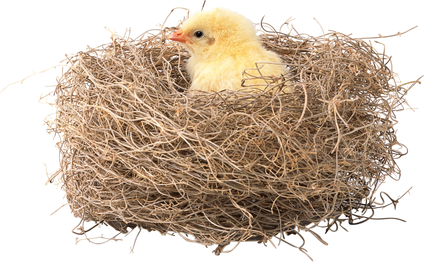 Nest Bird Free HQ Image PNG Image