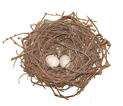 Nest Photos PNG Image