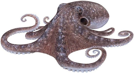 Octopus Photos Free HD Image PNG Image