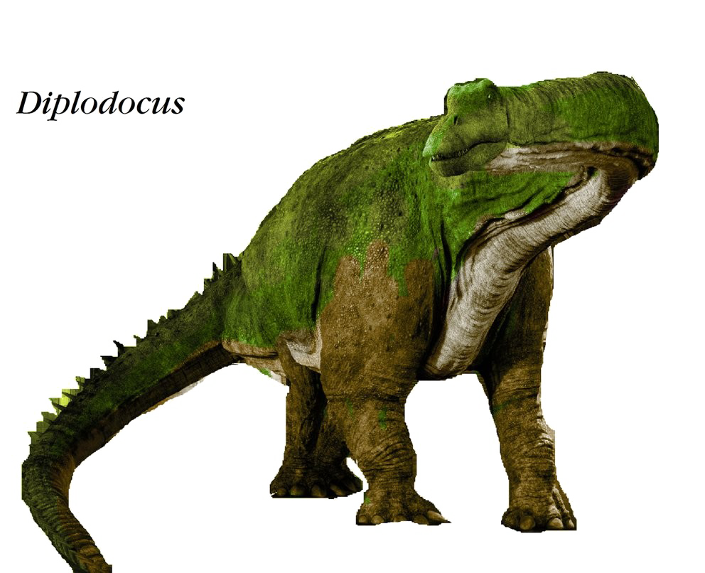 Diplodocus PNG File HD PNG Image