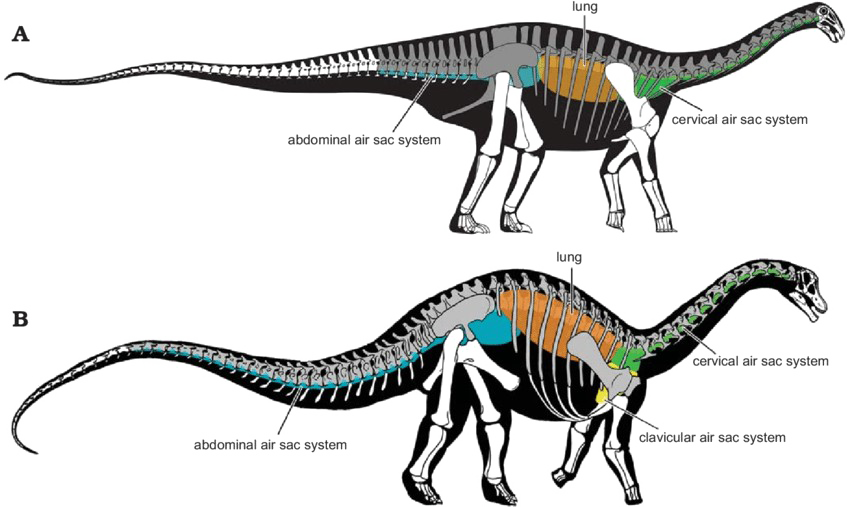 Sauropod Free HD Image PNG Image