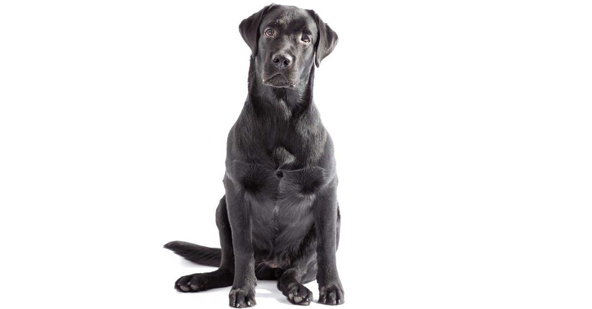 Labrador Free Download PNG HQ PNG Image